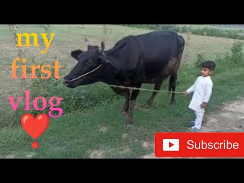 Musa ahmar visiting the farm house