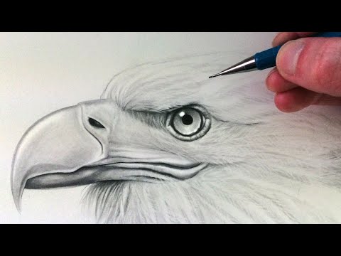 How to Draw an Eagle Head - YouTube