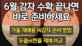 6월 감자 수확 끝나면 바로 준비하세요 - 가을 재배용 씨감자 준비 방법, 한 줄 재배와 두 줄 재배 비교