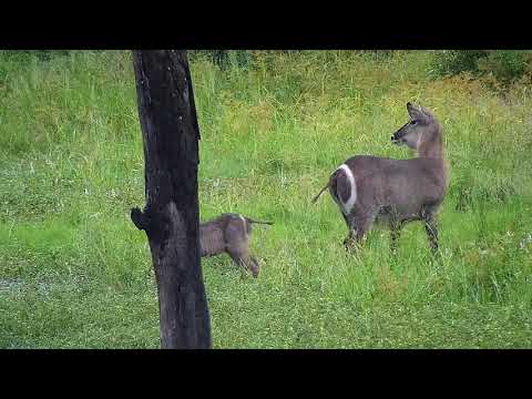 Djuma: Waterbuck female and small calf-Pt:2 - 08:40 - 03/12/21