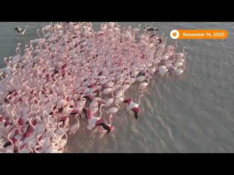 カザフスタンの湖に上陸するフラミンゴ (Flamingos land on a lake in Kazakhstan)