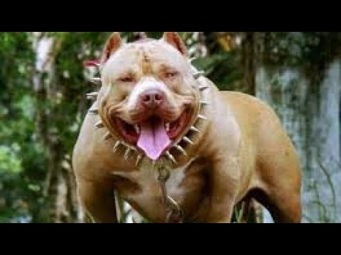 Top 10 dogs breeds in || WORLD ||