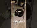 Tuxedo Cat ‍ With Favorite Toy