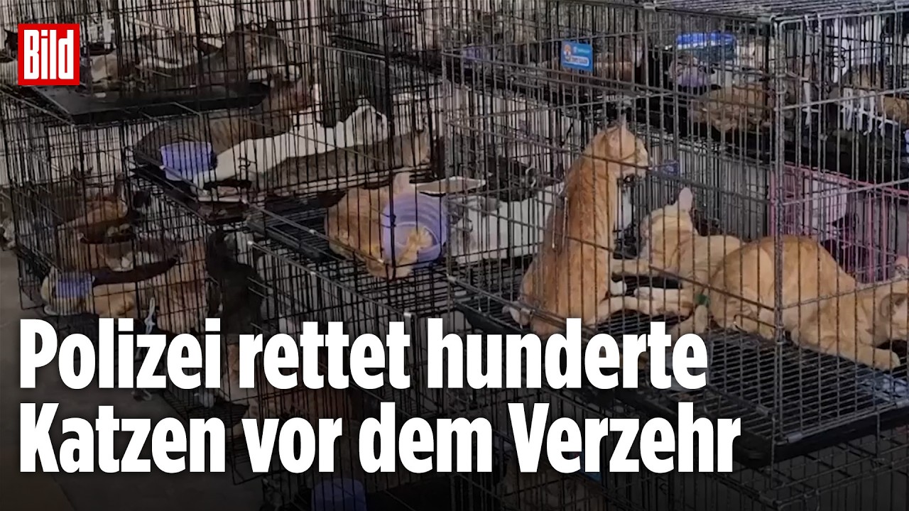 VIETNAM: 400 Katzen vor dem Schlachter gerettet – Tierschützer schlagen Alarm!