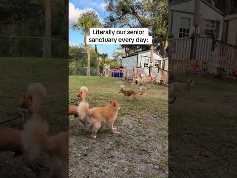 Can you help our rescue dogs⁉️🥺Link in our bio🫶 #amazon #rescuedog #chihuahua #shelter #florida