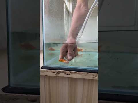 🐠💖 James Saves the Colorful Fish! 😲🛟 Cleaning the Pond & Protecting the Fish 🏞️✨👍🔔
