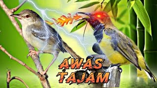 Download lagu masteran sogok ontong vs ciblek gacorr mp3 Download lagu masteran sogok ontong vs ciblek gacorr mp3