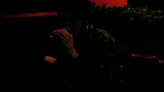 Hermit Convention "In Your Mind"(Built to Spill cover)