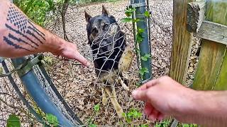 Police K9 Bites His Handler During Search For Fleeing Suspect
