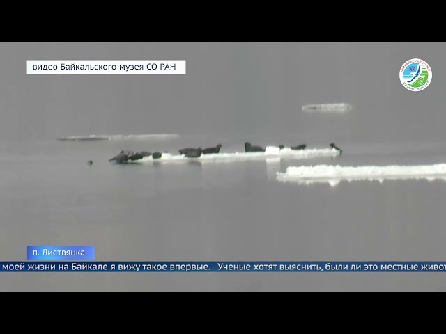 Загадка для учёных