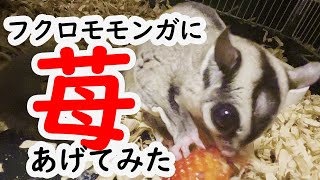 モモンガに朝からイチゴあげてみた