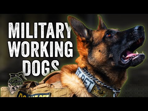 Military Working Dogs
