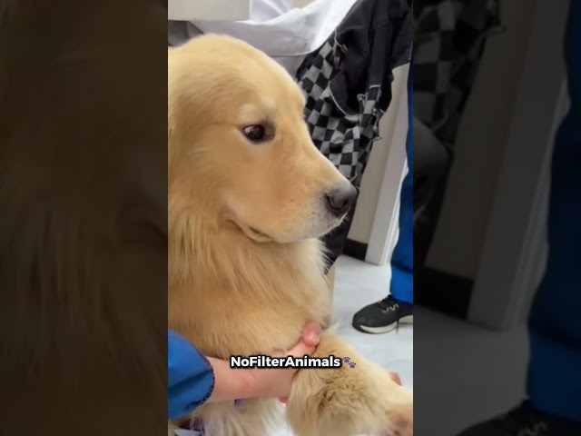 Vídeo relacionado con Golden Retriever Perro Gracioso Dogfather Camiseta