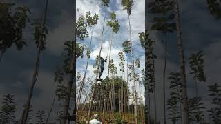 Pruning of teak trees
