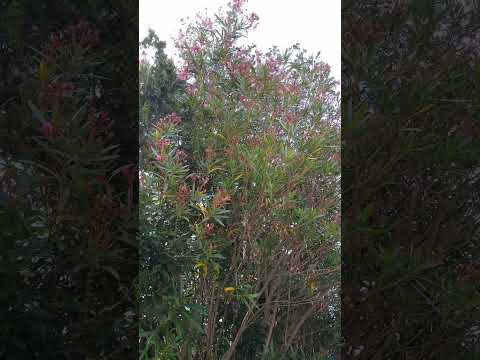 キョウチクトウ豆は切ったほうがいいですか？いつ、どのように行うのですか?ちょっとしたメンテナンスガイド  庭園