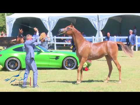 بطولة كأس الران لجمال الخيل العربية الأصيلة - بلجيكا 2018