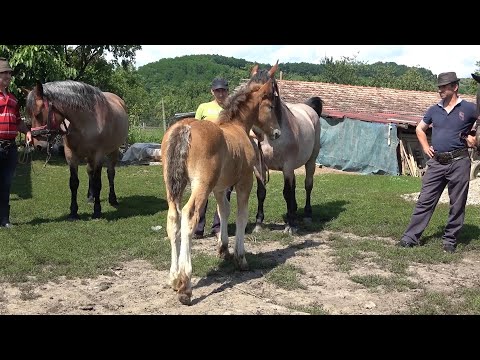 Caii domnului Viorel de la Catcau, Cluj - Prezentare cai si oi 2020 Partea I