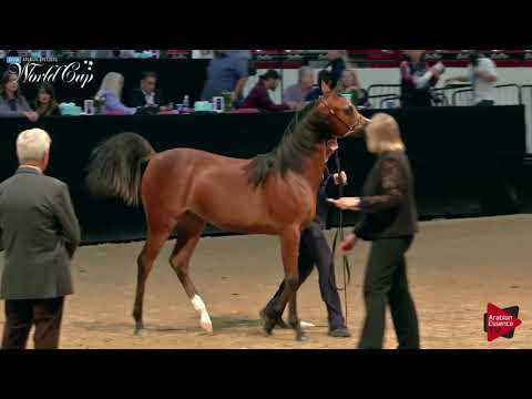 N.269 OFW PRINCESS JASMINE - LAS VEGAS 2019 - Arabian World Cup Junior Fillies (Class 111C).mp4