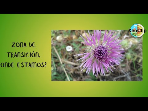 Vídeo: Flora litoral. Zona de transición