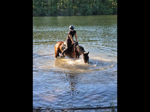 Rock My Heart: PAV BLOMQUIST x BUENTEEICHEN CANTANGO - pony 1.52m