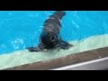 Sea Lions Yelling Like Humans