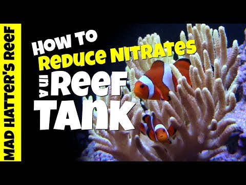 HOW TO: Reduce Nitrates in a Reef Tank Without Water Changes