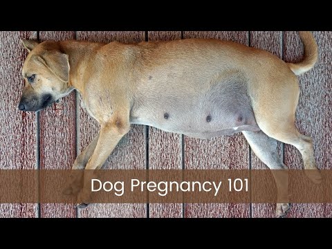 Dog Pregnancy 101
