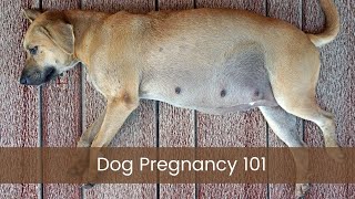 Dog Pregnancy 101!