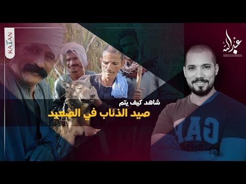 شاهد كيف يتم صيد الذئاب | صيد الذئب|  في الصعيد