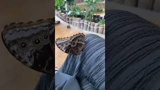 Colorful Butterflies in Indoor Garden 🦋🌸 | Butterfly Wings Explained | Outside The Screen