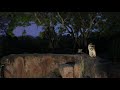 Lions Roaring On Kilimanjaro Safari S At Disney S Animal Kingdom Riding Expedition Everest