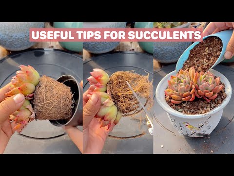 , title : 'Useful Tips For Succulents - Part 32 | 多肉植物 | 다육이들 | Suculentas #plants'