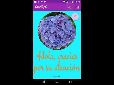 Say it with Flowers Plus