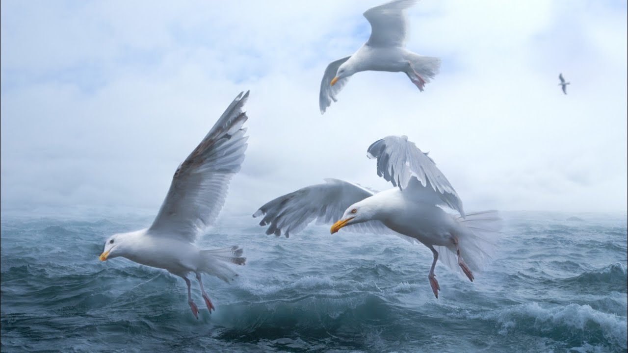 CALMING OCEAN WAVES | 1 HOUR RELAXING VIDEO | STRESS RELIEF, MEDITATION & NATURE SOUNDS