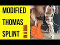Modified Thomas Splint Application In A Dog Dr SVK The Animalia Veterinary Care Rajapalayam