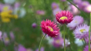 SALMO 12 - ✝️Salva nos, Senhor [Louvor Inspirado no SALMO 12]