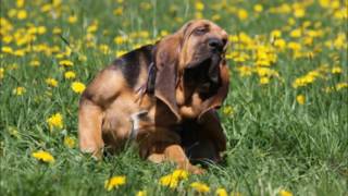 Les allergies au pollen chez chien et chat