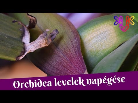 , title : 'Orchidea napégés | Mit tegyünk, ha megégett és foltos az orchidea levele?'