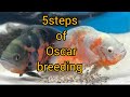 5 steps |breeding |Oscar fish