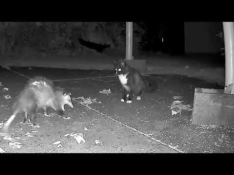 Cat vs. opossum