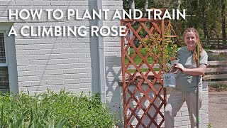 How to Plant and Train a Climbing Rose