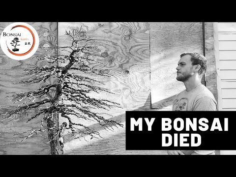 My Bonsai Died | Storytime | The Bonsai Supply