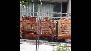 xòe trâu điên phục hồi thành công