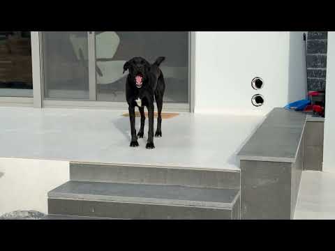 Today is the Big Day! Sari, Alex, Mabel, Karen and Tolis Are Moving! - Takis Shelter