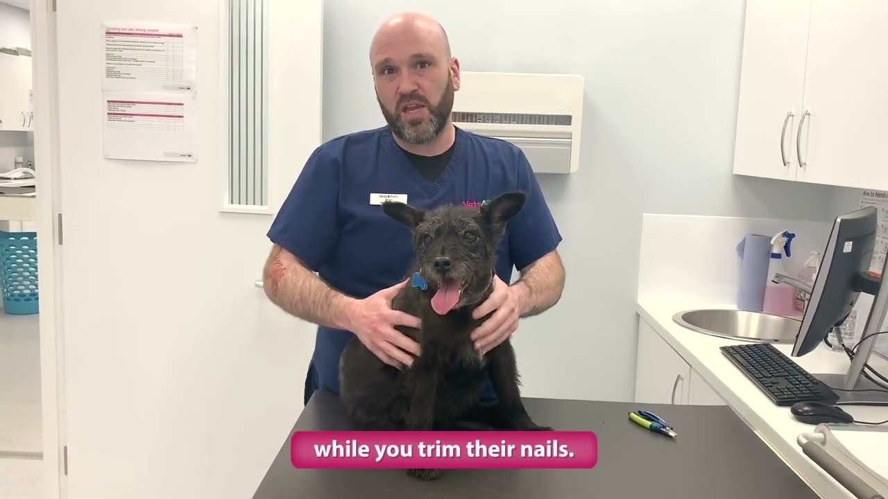 How To Cut Dog Nails Safely | Vets4Pets
