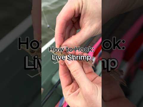 How to Hook Live Shrimp #fishing #howto #redfish #speckledtrout #flounder #livebait_fishing