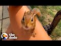 Chipmunk Gets So Jealous When His Favorite Girl Talks To Other Chipmunks The Dodo Wild Hearts