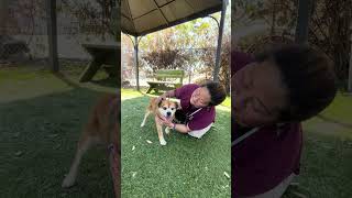 Video preview image #1 Pekingese Puppy For Sale in Pasadena, CA, USA