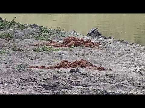 Djuma: Water Monitor Lizard juvenile on the move - 14:30 - 04/10/19