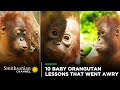 10 Baby Orangutan Lessons That Went Awry 😆 Orangutan Jungle School | Smithsonian Channel